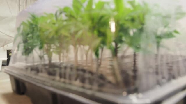 cannabis clones in a dome. hemp propagation using small marijuana branches with few leaves to create new plants