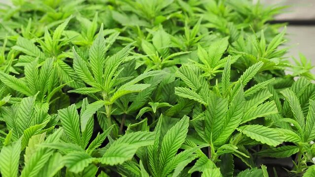 hemp cuttings green leaves of cannabis clones rooting in indoor marijuana propagation system