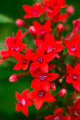 red flower