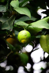 lemon on tree