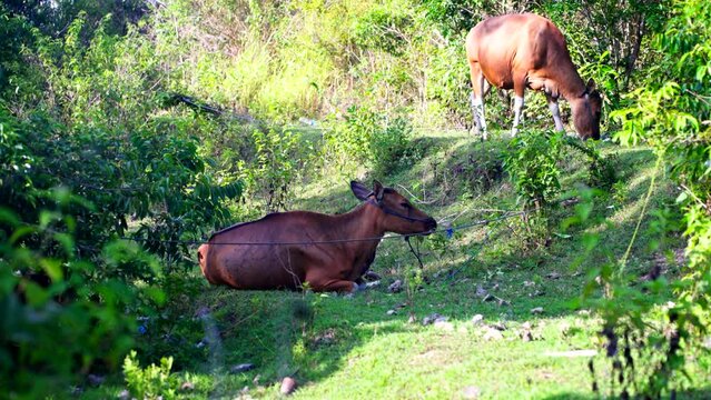 Cows tied up in pasture rest in shade and graze on hillside at midday