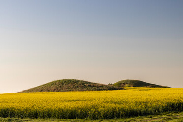 Fototapeta premium A vast field of yellow flowers in full bloom, most likely rapeseed (Brassica napus), a flowering plant grown for its oil-rich seeds. In the background, there are two green hills.
