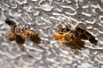 Honey bee eating honey in bee hive