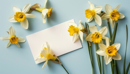Yellow narcissus flowers and blank greeting card on blue background Closeup with empty space for text