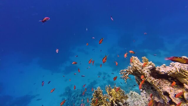 Colorful Tropical Fish Swimming Above Coral Reef in Blue Sea Water, Underwater Shot