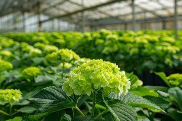 Young hanging Hydrangea plants grown as decorative garden flora in Dutch greenhouse