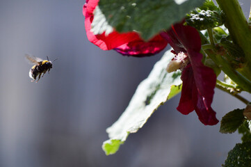 Bumblebee flying in front of mallow flower