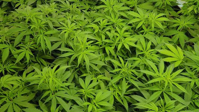 cannabis leaves still background green marijuana growroom indoor medical hemp