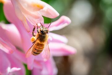 Honey bee with pollen on a pink flower
