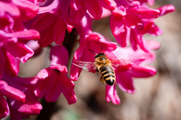 Honey bee flying to pink hyacinth flower