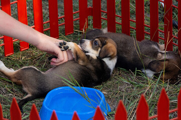 A volunteer's hand and a small puppy in an enclosure at an animal market