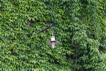 An old electric lamp against a wall killed by a green plant. Ecology