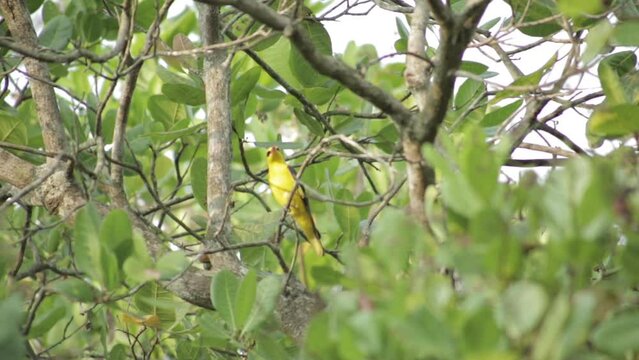 Close up of male Indian golden oriole on tree. Low angle, static
