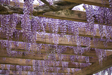藤棚で綺麗に咲いている紫色の藤