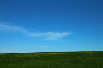 Fototapeta premium A field with blue sky and clouds