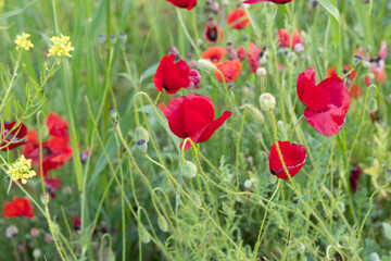 poppy flower, finger