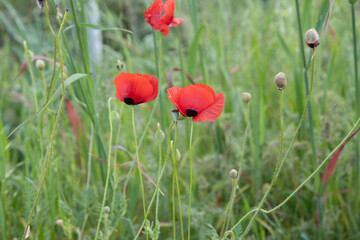 poppy flower, finger