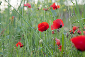 Obraz premium poppy flower, finger