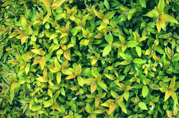 Green bush plant leaves as bright colorful floral botanical natural summer backdrop background...