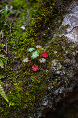 Flowers blooming in the forest in spring