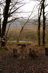 A forest landscape in spring