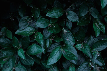 Green leaves of evergreen bush close up as dark floral botanical natural background pattern wallpaper backdrop, Cotoneaster lucidus, the shiny cotoneaster, or hedge cotoneaster, medium-sized shrub