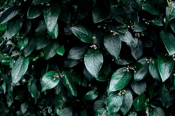 Green leaves of evergreen bush close up as dark floral botanical natural background pattern...