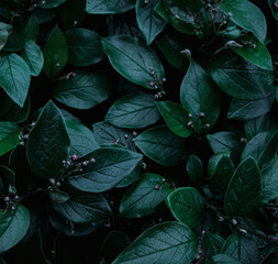 Green leaves of evergreen bush close up as dark floral botanical natural background pattern...