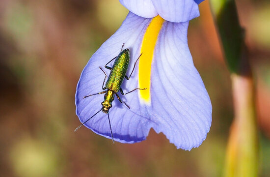 Beetle (Chrysanthia superba) on Spanish Iris (Iris xiphium)