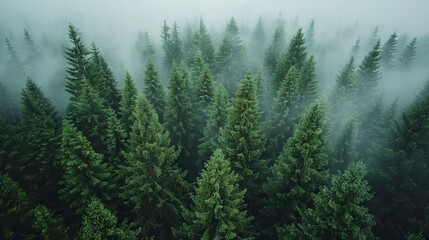 Fototapeta premium Beautiful forest landscape