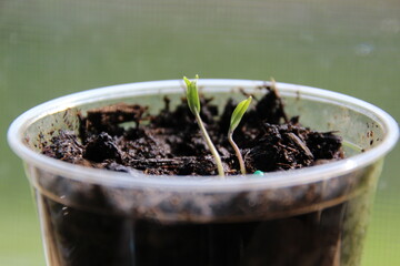 starting tomato seedlings clear cup soil spring 