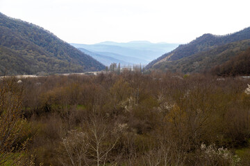 A forest landscape in spring