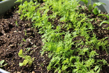 container garden carrot seedlings spring warm soil