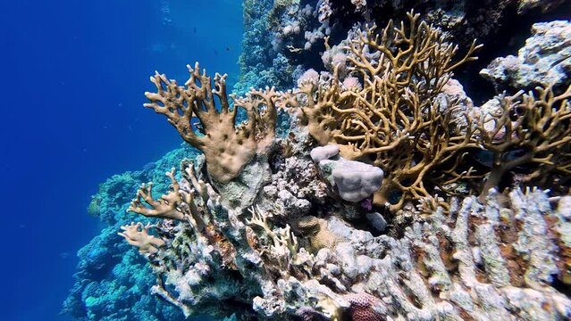 Close Up Underwater Shot of Coral Reefs in Blue Tropical Sea Water