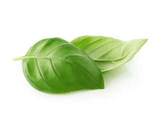 Green basil leaves isolated on white background  