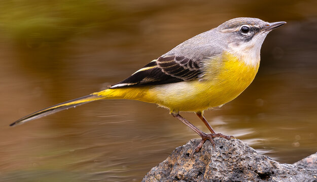  female grey wagtail, (Motacilla cinerea canariensis), on a rock in a lake, in Tenerife, Canary islands