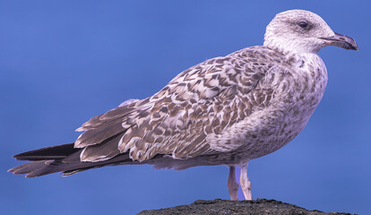 young juvenile yellow-legged gull, (Larus michahellis), standing on rocks, with Atlantic ocean background