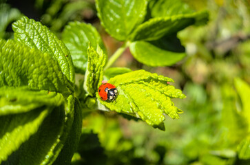 little red ladybug sitting on green leaf close up in sun light during sunny day