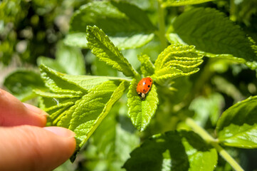 little red ladybug sitting on green leaf close up and human hand in sun light during sunny day