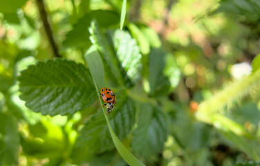 little red ladybug sitting on green leaf close up in shadows during sunny day