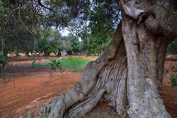 Olivenbäume im Olivenhain in Apulien