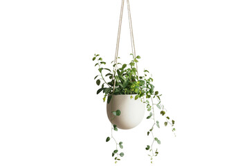 Hanging Plant Container on Transparent Background