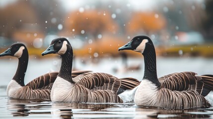 Obraz premium Happy geese joyfully enjoying the tranquil and crystal clear waters of a serene pond