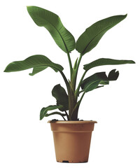 A potted banana plant with large, arching green leaves against a black background.

