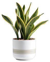 A Snake Plant (Sansevieria trifasciata) with tall, variegated green leaves in a white round planter filled with pebbles.
