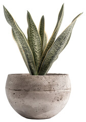 A Snake Plant (Sansevieria trifasciata) with tall, variegated green leaves in a white round planter filled with pebbles.
