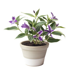 A potted plant with large purple and white striped blooms and variegated green leaves.
