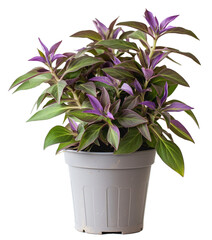 A potted plant with large purple and white striped blooms and variegated green leaves.
