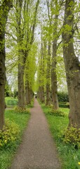 Allee auf dem Friedhof Sieseby