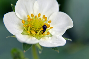 Rüsselkäfer auf Blume